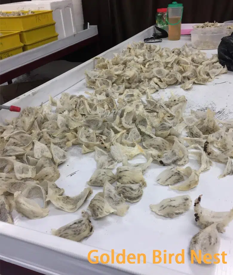 harvested-bird-nest-cleaning