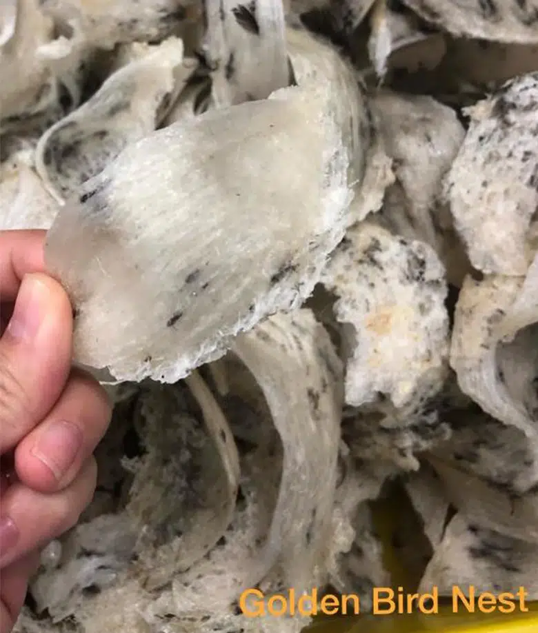 harvested-bird-nest